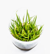 ADA 泰國水劍 Cyperus helferi IC031